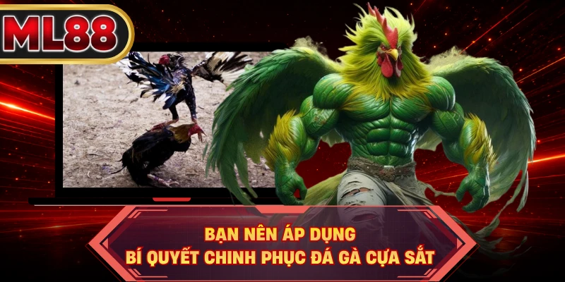 Bạn nên áp dụng bí quyết chinh phục đá gà cựa sắt