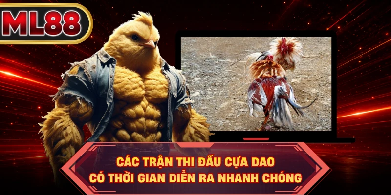 Các trận thi đấu cựa dao có thời gian diễn ra nhanh chóng