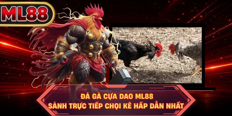 Đá Gà Cựa Dao ML88 - Sảnh Trực Tiếp Chọi Kê Hấp Dẫn Nhất