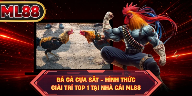 Đá Gà Cựa Sắt - Hình Thức Giải Trí Top 1 Tại Nhà Cái ML88