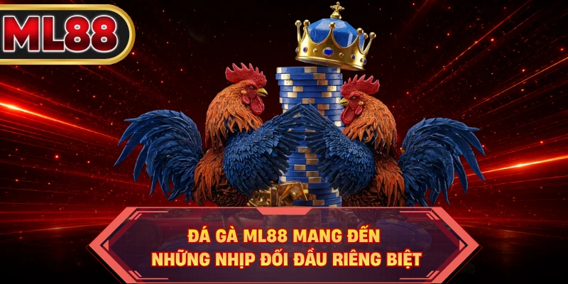Đá gà ML88 mang đến những nhịp đối đầu riêng biệt