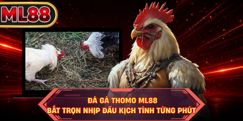Đá Gà Thomo ML88 - Bắt Trọn Nhịp Đấu Kịch Tính Từng Phút