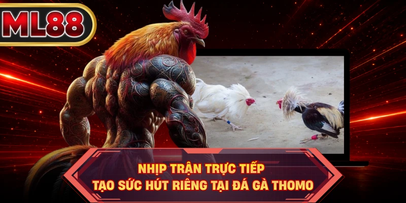 Nhịp trận trực tiếp tạo sức hút riêng tại đá gà Thomo